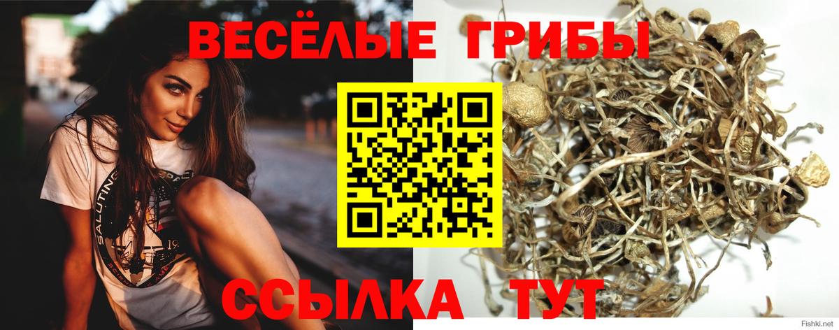 Псилоцибиновые грибы ЛСД Гатчина